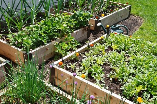 Understanding Container Gardening