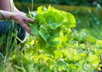 organic-vegetable-gardening