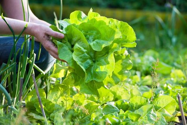 organic-vegetable-gardening