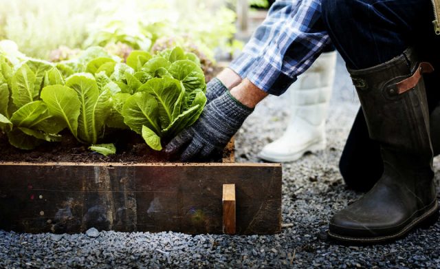 Information You Should Know About Organic Vegetable Gardening