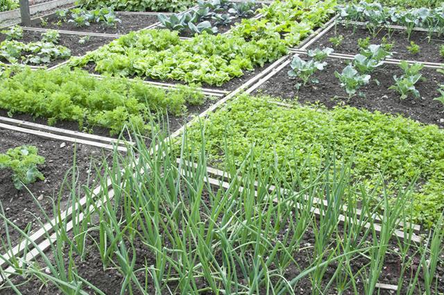 Organic Vegetable Gardening Can Be Done Using Containers