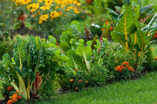 Organic Vegetable Gardening Information