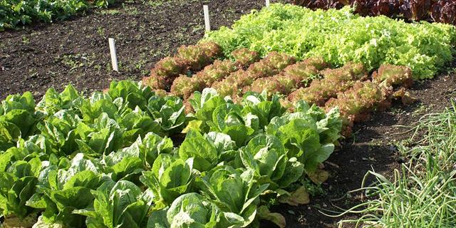 Organic Vegetable Gardening Supplies