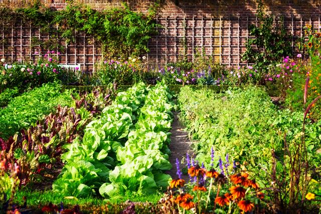 Turn Your Patio Into A Voluminous Vegetable Garden