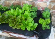 vegetable-gardening-for-beginners
