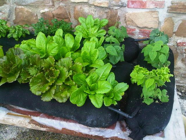 vegetable-gardening-for-beginners