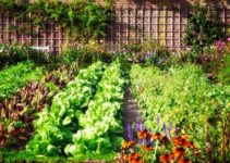 vegetable-gardening-for-beginners