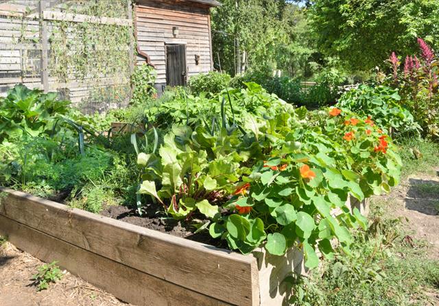 Organic Gardening Tips You Can Try Today!