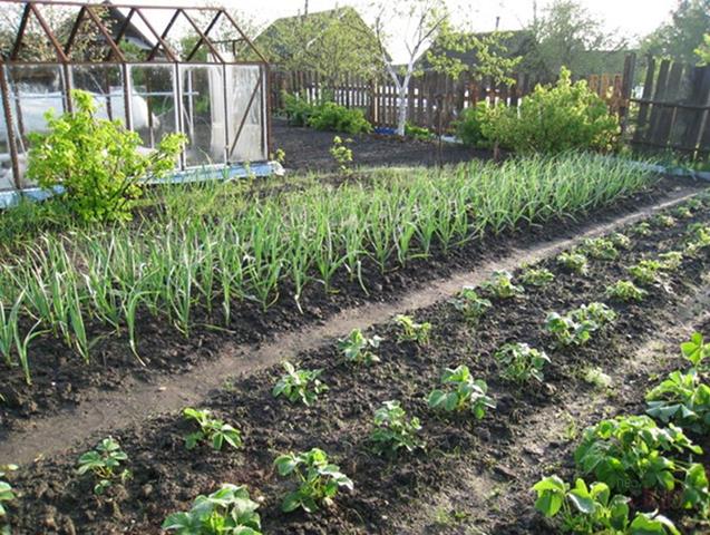 Advantages of Planting Vegetable Gardens
