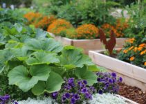 vegetable-gardening-tips