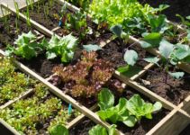 vegetable-gardening-tips