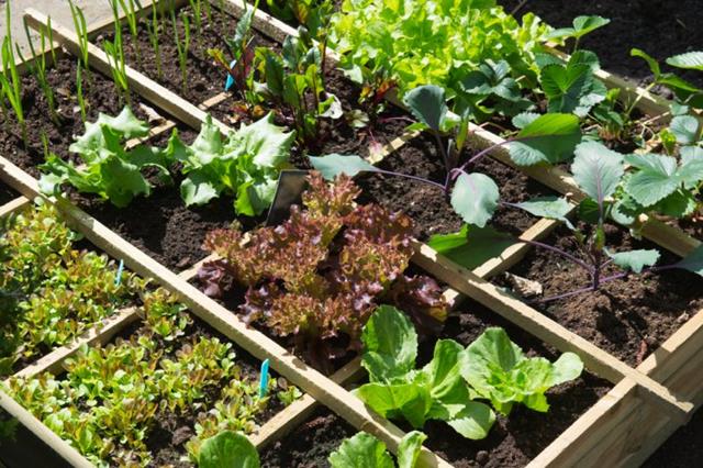 Web Based Educational Resources For The Organic Vegetable Gardner