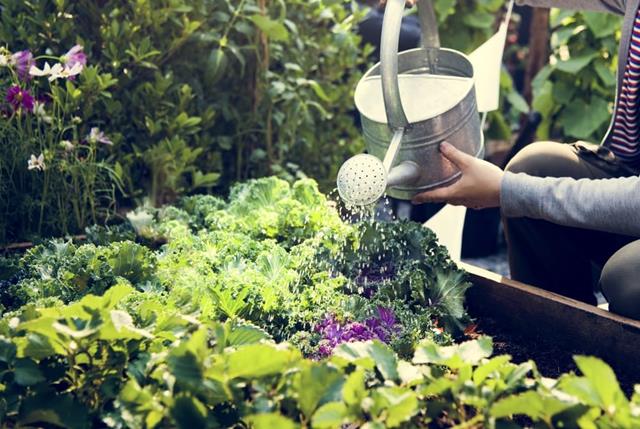 The History of Organic Vegetable Gardening