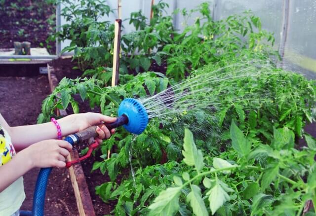 The Basics of Planting Vegetable Gardens