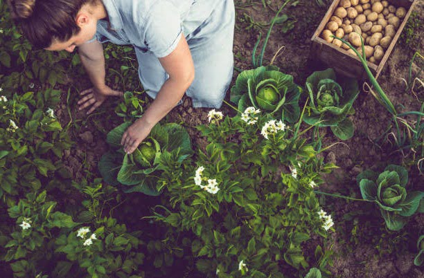 Designing Your Organic Veggie Garden