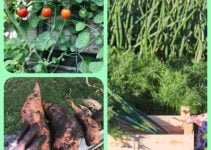 Need Advice On Organic Vegetable Gardening? Look No Further Than This Article!