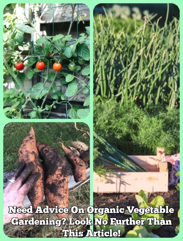 Need Advice On Organic Vegetable Gardening? Look No Further Than This Article!