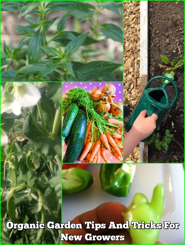 Organic Garden Tips And Tricks For New Growers