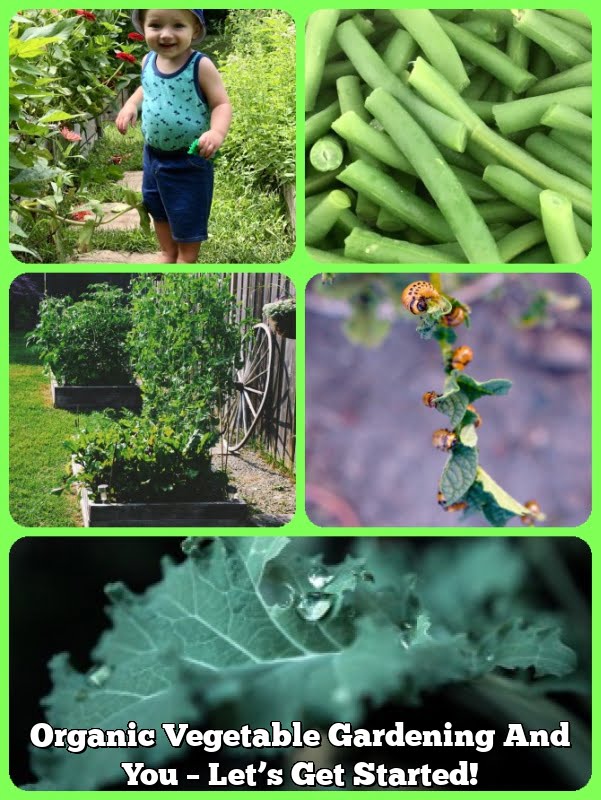 Organic Vegetable Gardening And You – Let’s Get Started!