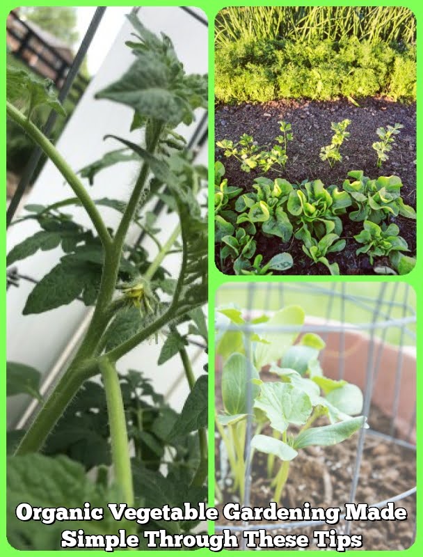 Organic Vegetable Gardening Made Simple Through These Tips