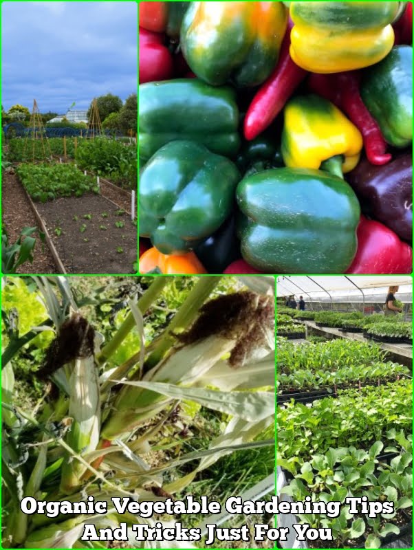 Organic Vegetable Gardening Tips And Tricks Just For You