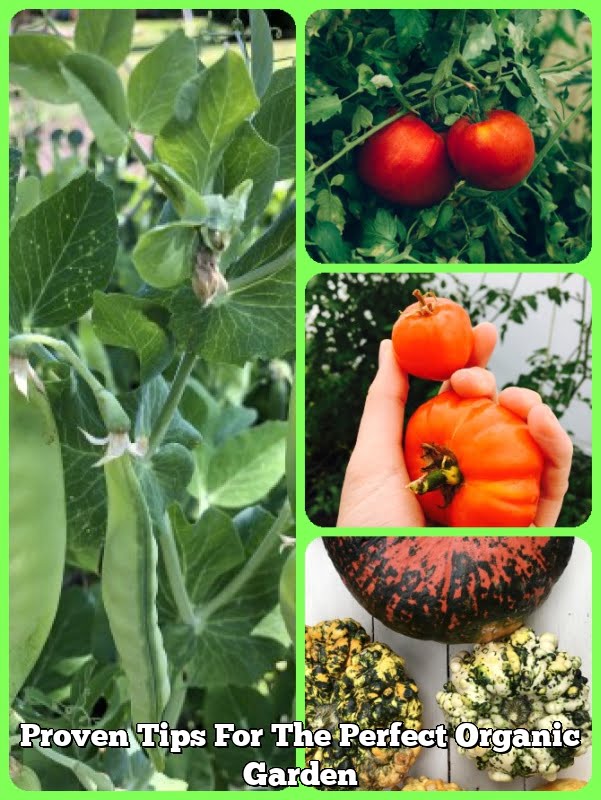 Proven Tips For The Perfect Organic Garden