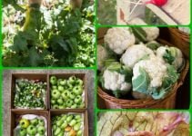 Tips And Tricks On How To Achieve A Good Organic Garden
