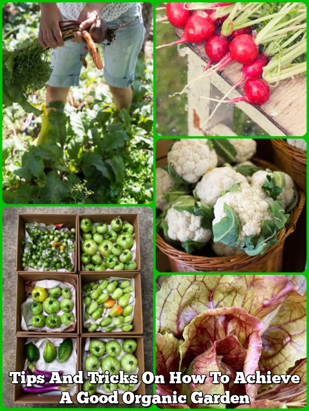 Tips And Tricks On How To Achieve A Good Organic Garden