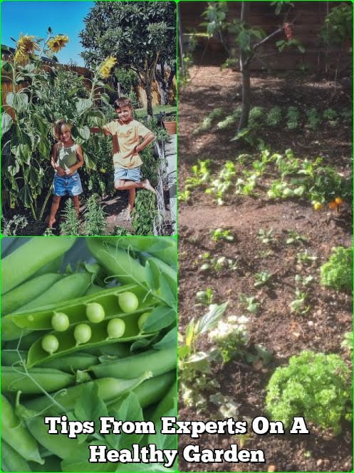 Tips From Experts On A Healthy Garden
