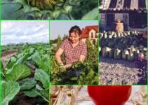 Top Notch Advice To Perfect Your Organic Garden