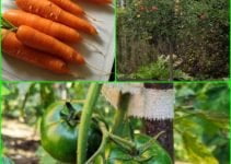 Use This Advice To Become An Organic Vegetable Gardening Expert