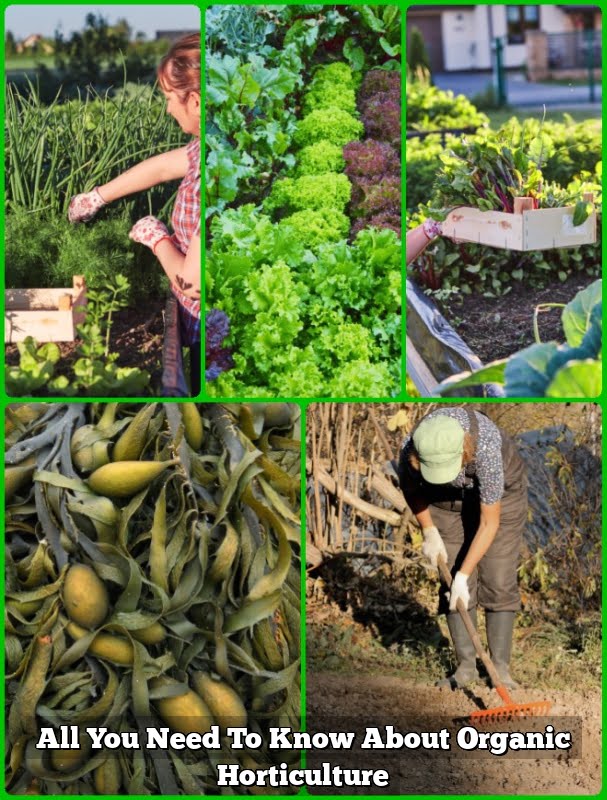 All You Need To Know About Organic Horticulture