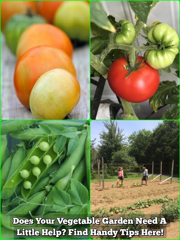 Does Your Vegetable Garden Need A Little Help? Find Handy Tips Here!