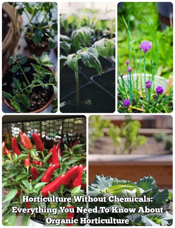 Horticulture Without Chemicals: Everything You Need To Know About Organic Horticulture