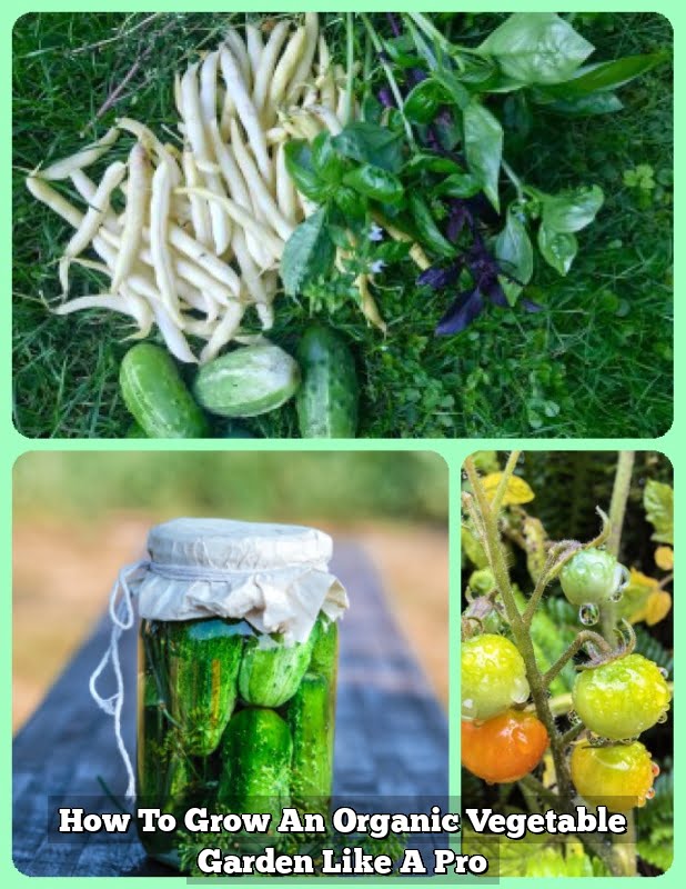 How To Grow An Organic Vegetable Garden Like A Pro