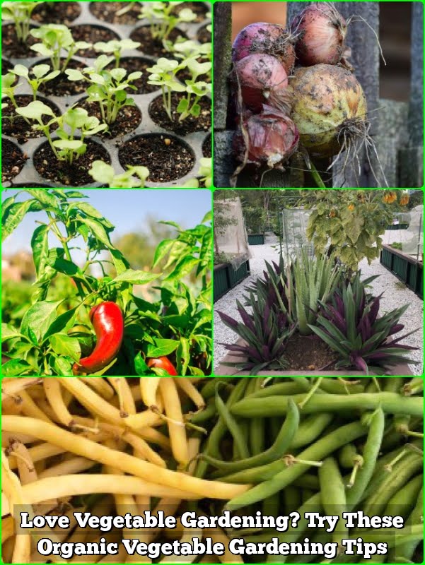 Love Vegetable Gardening? Try These Organic Vegetable Gardening Tips