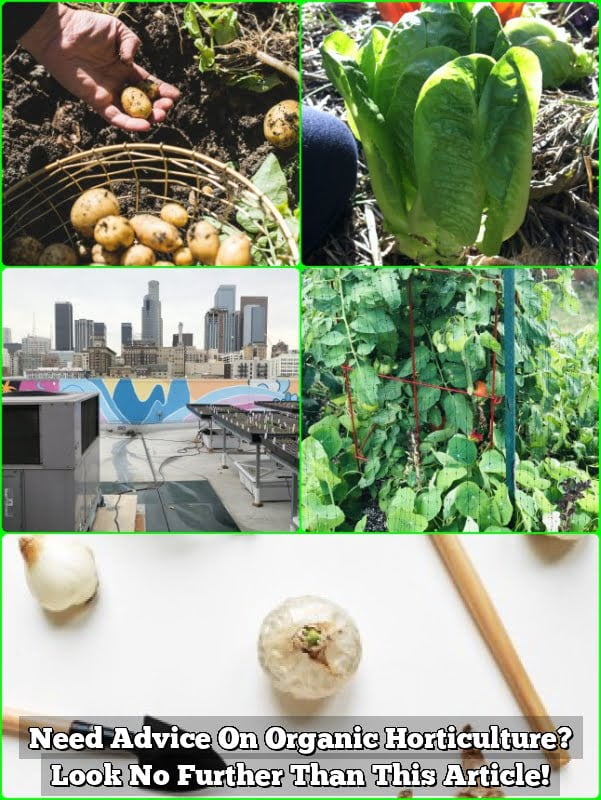 Need Advice On Organic Horticulture? Look No Further Than This Article! Need Advice On Organic Horticulture? Look No Further Than This Article!
