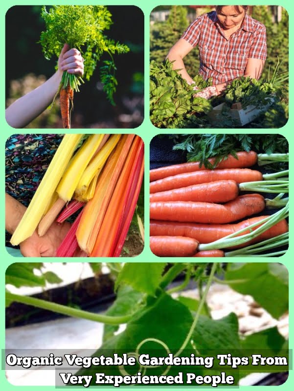 Organic Vegetable Gardening Tips From Very Experienced People