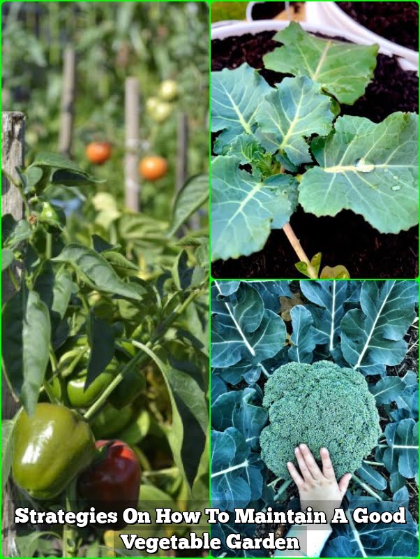 Strategies On How To Maintain A Good Vegetable Garden