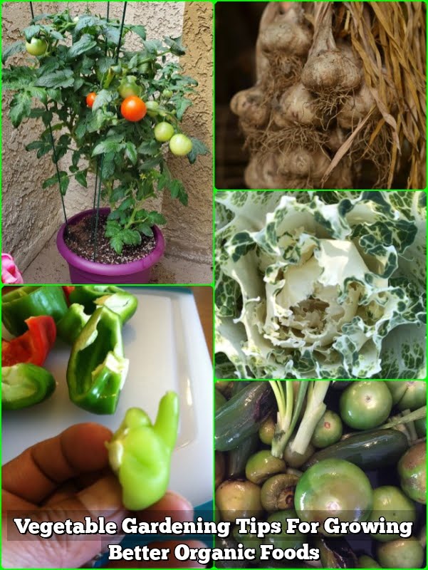 Vegetable Gardening Tips For Growing Better Organic Foods