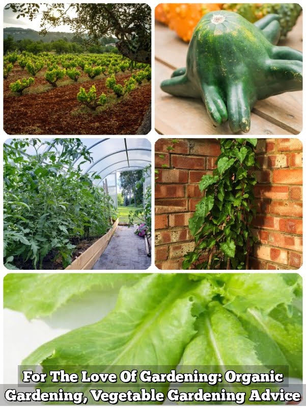 For The Love Of Gardening: Organic Gardening, Vegetable Gardening Advice