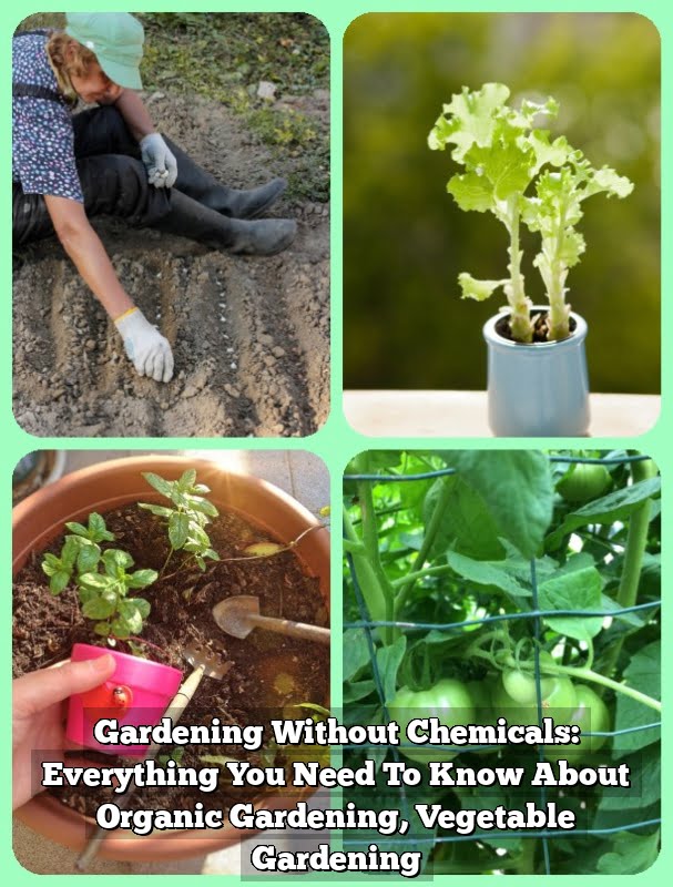 Gardening Without Chemicals: Everything You Need To Know About Organic Gardening, Vegetable Gardening