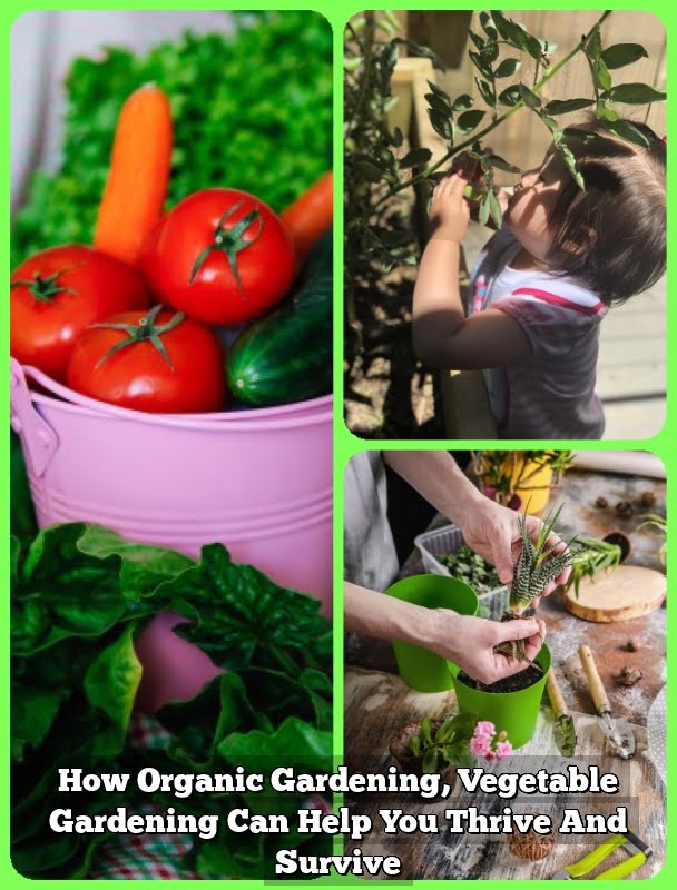 How Organic Gardening, Vegetable Gardening Can Help You Thrive And Survive