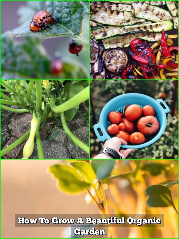How To Grow A Beautiful Organic Garden