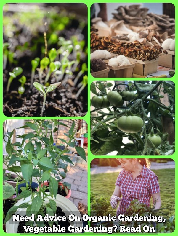 Need Advice On Organic Gardening, Vegetable Gardening? Read On