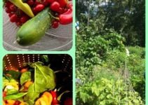 Need Help With Organic Gardening, Vegetable Gardening? Try These Ideas