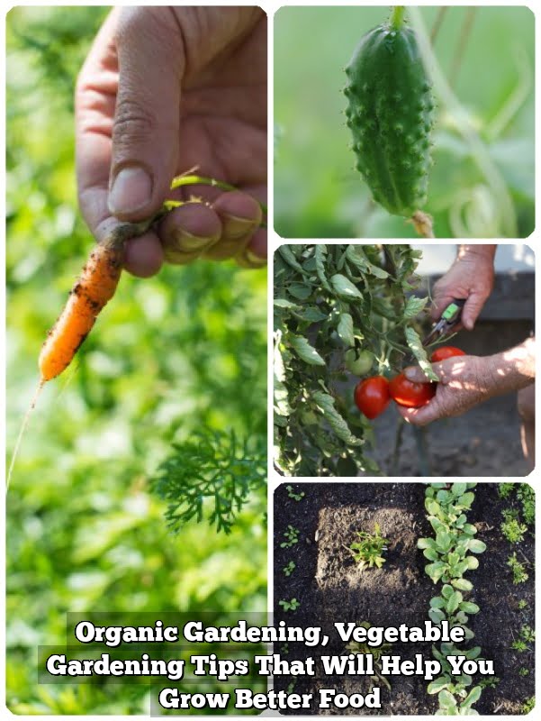 Organic Gardening, Vegetable Gardening Tips That Will Help You Grow Better Food