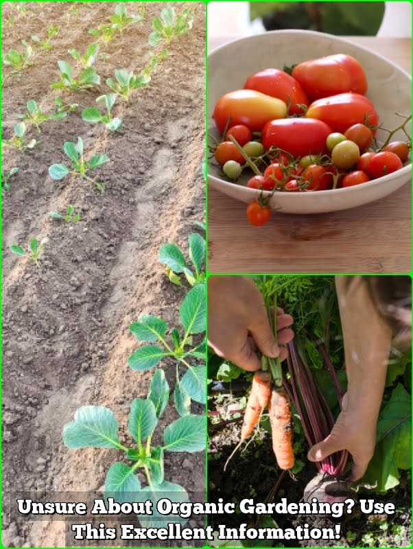 Unsure About Organic Gardening? Use This Excellent Information!