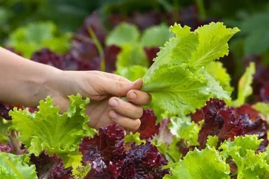 Follow This Advice To Learn More About Organic Gardening