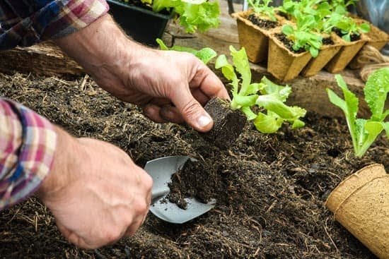 Organic Gardening Ideas To Maximize Your Garden’s Potential